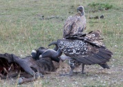 Ruppells Griffon Vulture_ANL_4134